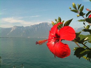 Blick über den Genfer See, Blume