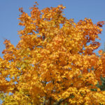 Goldener Oktober - gelbes Laub vor blauem Himmel