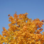 Goldener Oktober - gelbes Laub vor blauem Himmel